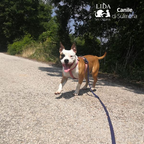 Guenda Pitbull Cerca Casa